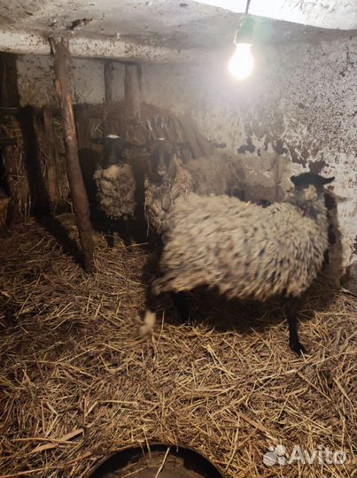 Овцы бараны