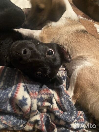 Собаки бесплатно в добрые руки