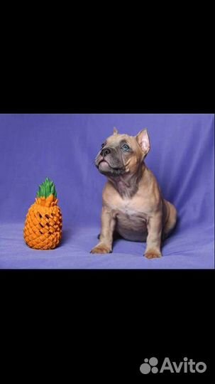 Американский булли покет