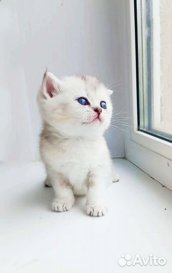 Британские котята