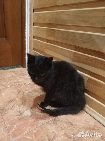 Кошка подросток в добрые руки