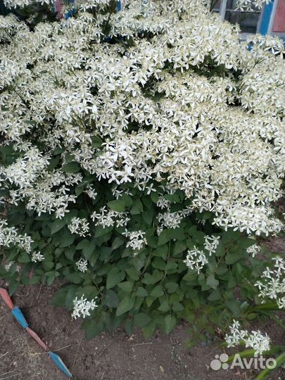 Клематис белый