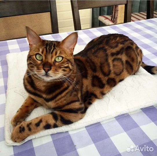 Бенгальский кот вязка