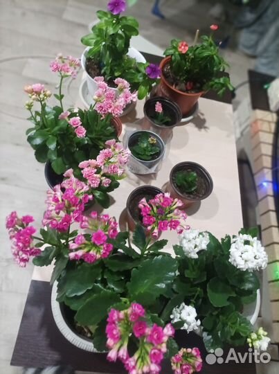 Каланхоэ цвет розовый, красный, белый, 450, 250