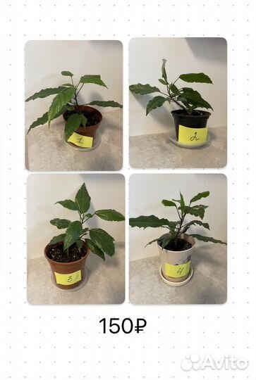 Комнатные растения