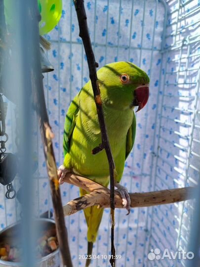 Ожереловый попугай