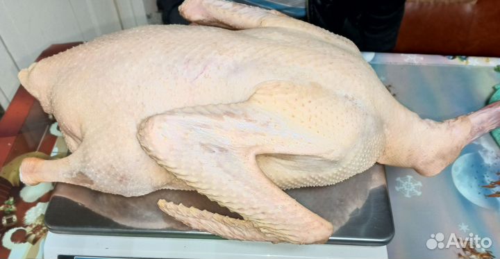 Мясо утки и гуся, гусиный жир