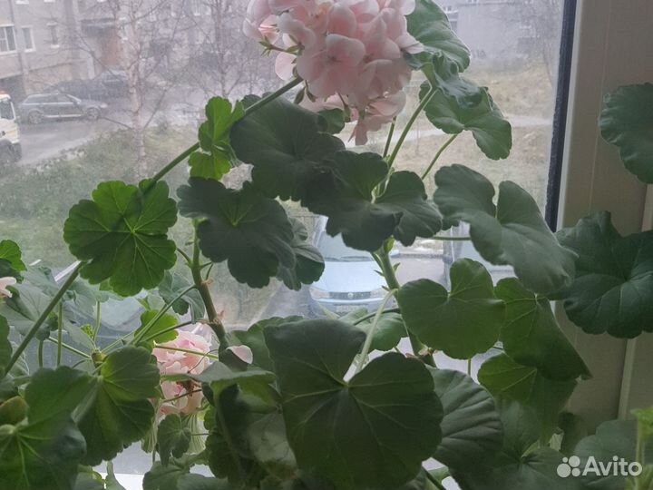 Пеларгония герань