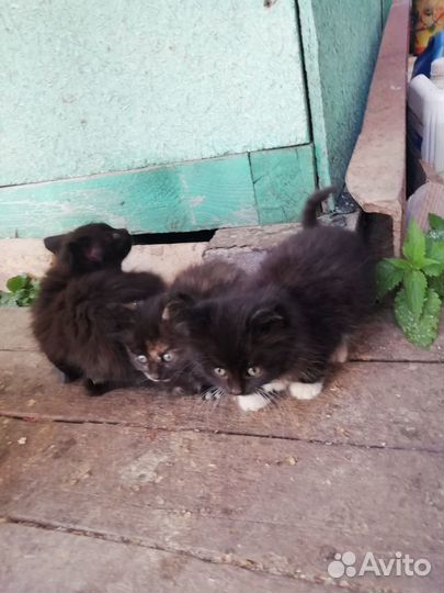 Котята в добрые руки
