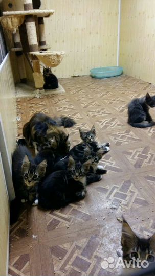 Вязка мейн кун