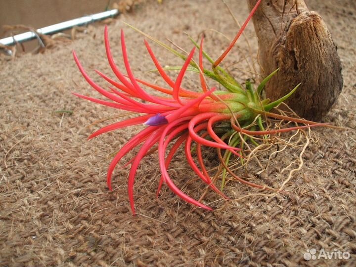 Tillandsii-тилландсии