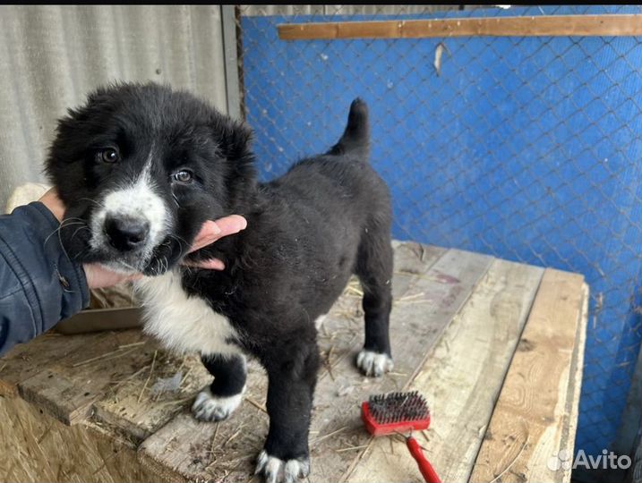 Алабай щенки