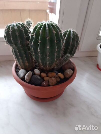 Цветы разные, цветущие