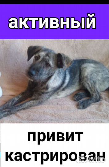 Щенок привит 3.5 мес