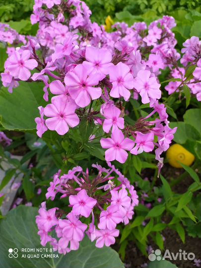 Многолетние цветы