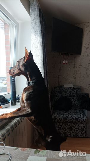 Доберман вязка