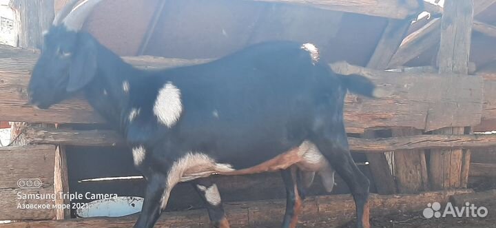 Коза дойная молочная