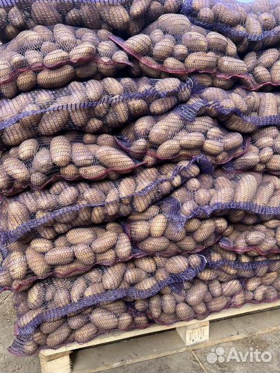 Картофель оптом от 20 тонн