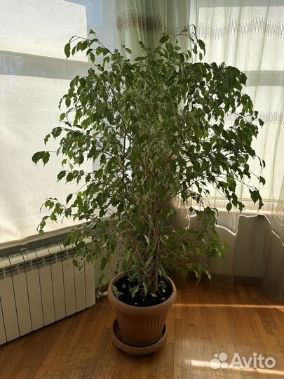 Фикус бенджамина