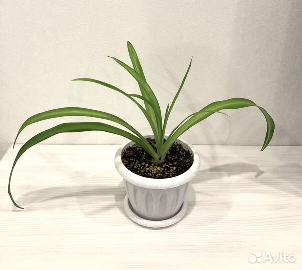 Хлорофитум