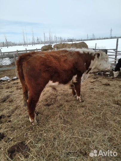 Быки на мясо