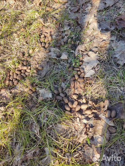 Лосиный навоз-помет-удобрение