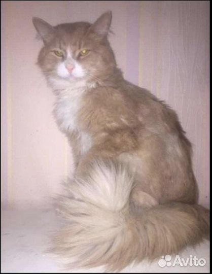 Степа ищет дом