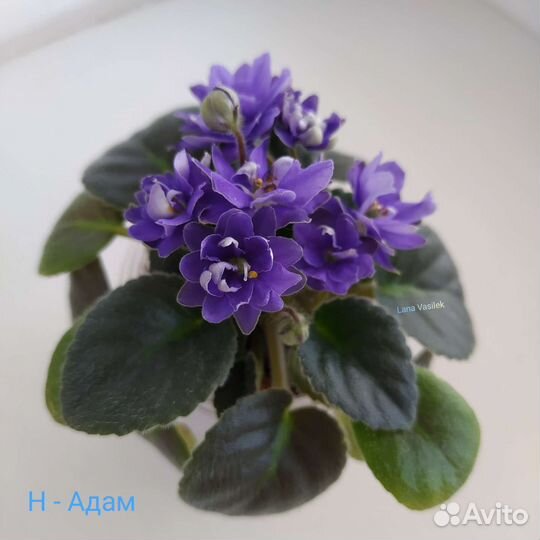 Сортовые фиалки