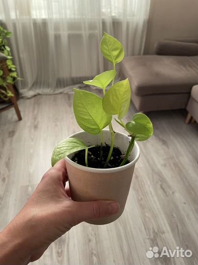 Сингониум neon