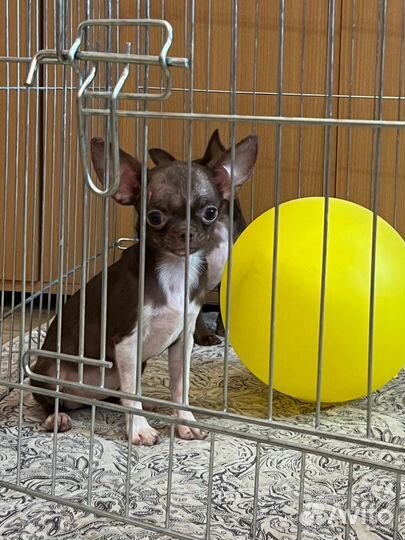 Фантастическая мини девочка