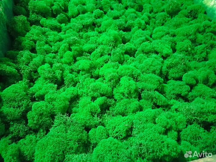 Стабилизированный ягель мох