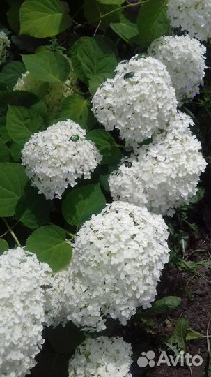 Гортензия древовидная