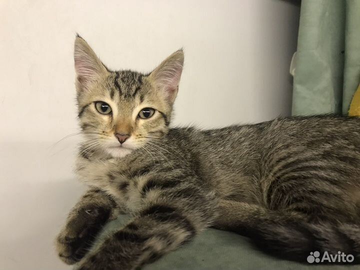 Котёнок в дар