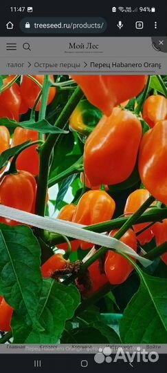 Семена и рассада сверхострых перцев