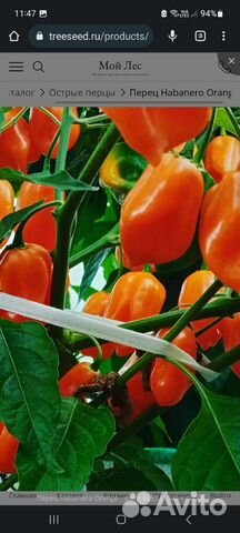 Семена и рассада сверхострых перцев