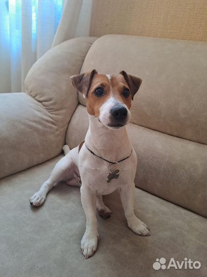 Вязка собак Джек Рассел