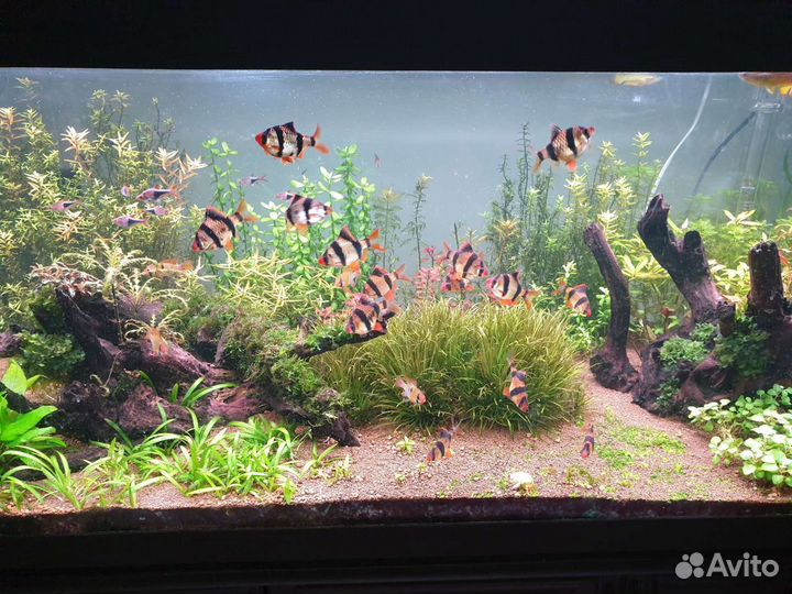 Аквариумные растения