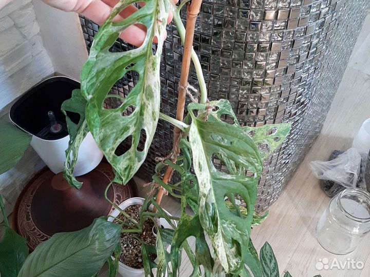 Монстера Adansonii Indonesia mint