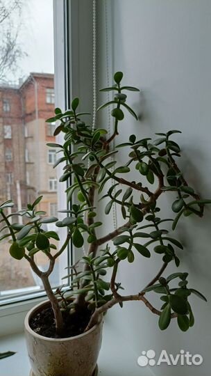 Толстянка (денежное дерево)