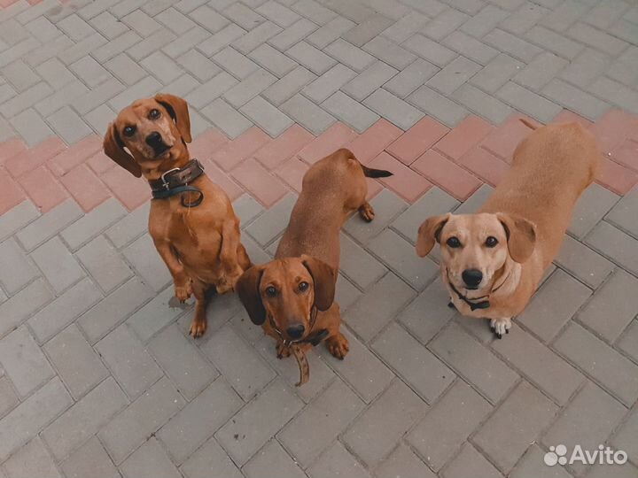 Такса щенок