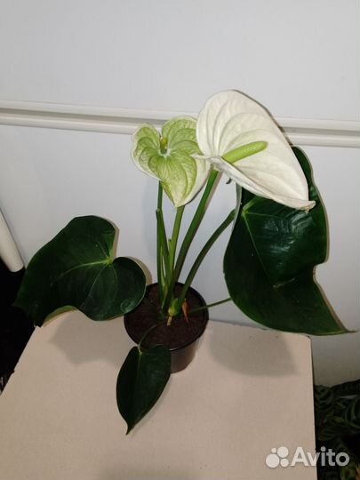 Антуриум альпина