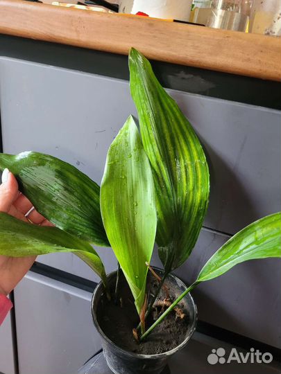 Аспидистра