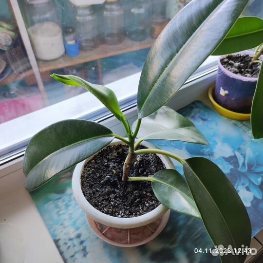 Фикус каучуконосный