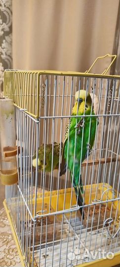 Волнистый попугай