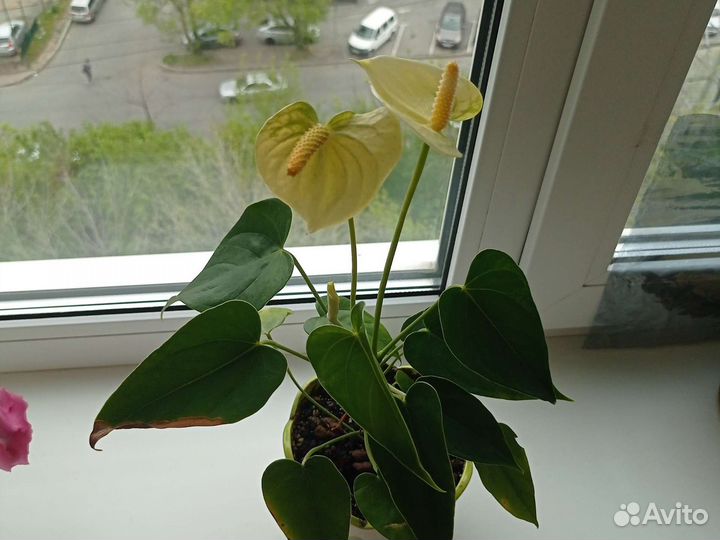 Суккуленты