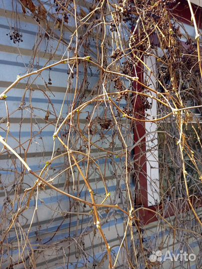 Девичий виноград