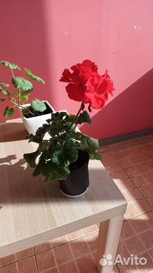 Герань пеларгония