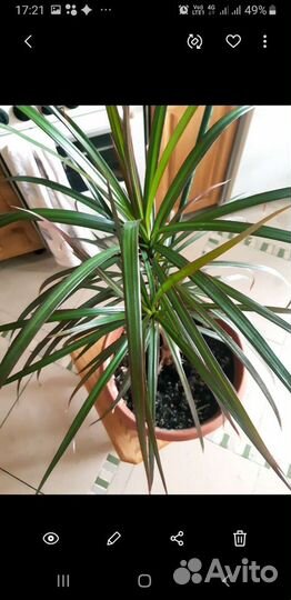 Хлорофитум и другие цветы