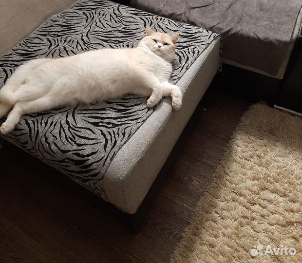 Отдам котика
