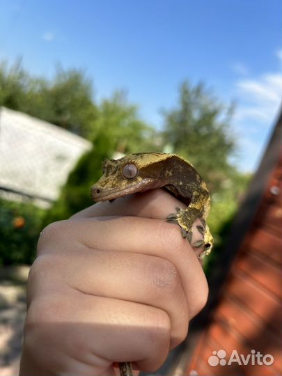 Передержка рептилий